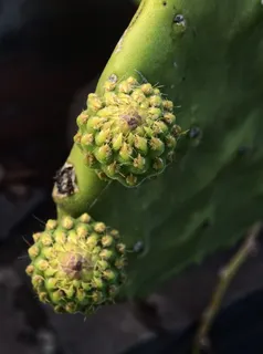仙人掌,刺梨,水果,刺,植物,刺,夏天,墨西哥 仙人掌,刺梨,水果,刺,植物,刺,夏天,墨西哥