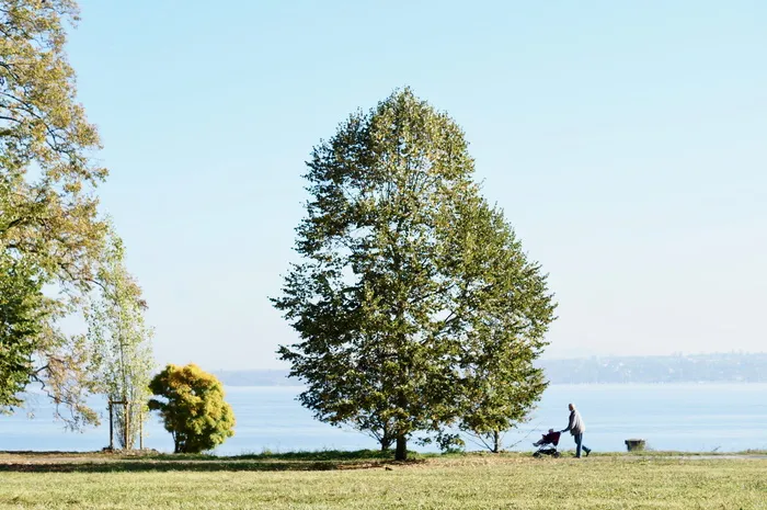 景观，湖泊，mr，老年，老年，搬迁，日内瓦湖，欧洲