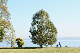 景观，湖泊，mr，老年，老年，搬迁，日内瓦湖，欧洲