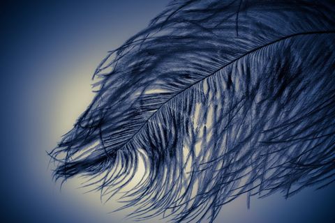 灰度摄影，树叶树，斯特劳斯春天，羽毛，轻松，斯特劳斯，关闭，鸟羽毛