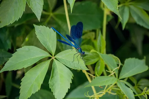 自然，萤火虫，动物，昆虫，绿色，蓝色，可爱，甲虫