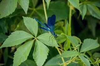 自然，萤火虫，动物，昆虫，绿色，蓝色，可爱，甲虫