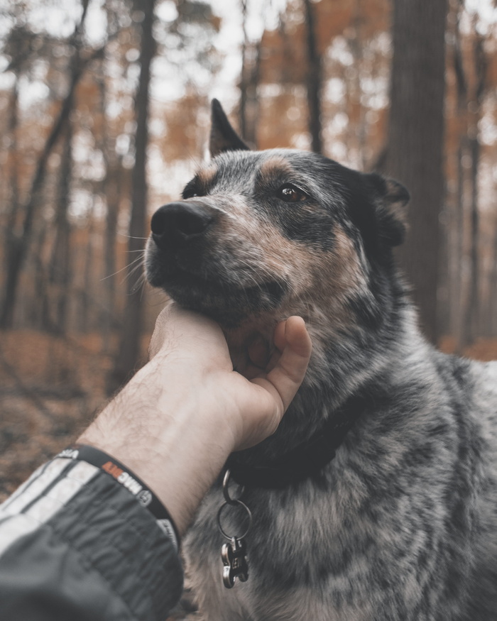 黑褐色短外套ddog