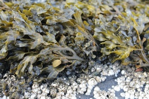 海藻，植物，海洋，水，自然，海滩，植物群