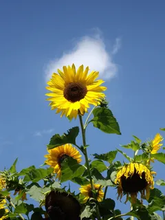 植物,自然,夏天,生长,太阳花,雪,云,黄色 植物,自然,夏天,生长,太阳花,雪,云,黄色
