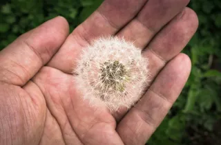 蒲公英, 霍尔先生, 种子, 自然, 游泳池, 鲜花, 植物, 手