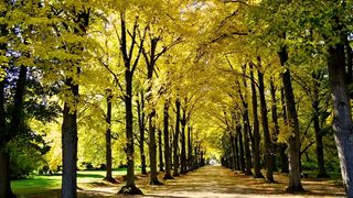 匈牙利，Fertod，Neusiedler See，文化景观unesco-wke-2001，树，自然，宁静，自然之美