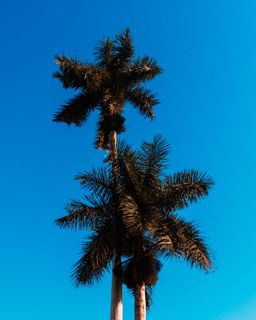 秘鲁，特鲁希略，特鲁希略*公园，天空，棕榈树，热带气候，蓝色，低角度视图