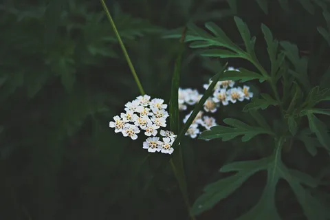 白色花瓣的选择性聚焦摄影 白色花瓣的选择性聚焦摄影