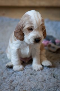 瑞典，småland，困倦，疲倦，可卡犬，小狗，宠物，家养