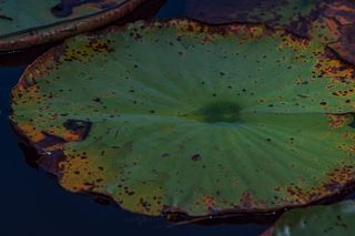 百合、叶子、叶子、绿色、黄色、橙色、棕色、彩色