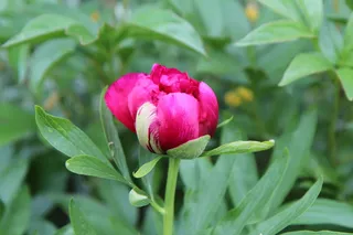 牡丹, 牡丹红, 牡丹扣, 春花, 红花, 新鲜, 植物部分, 植物