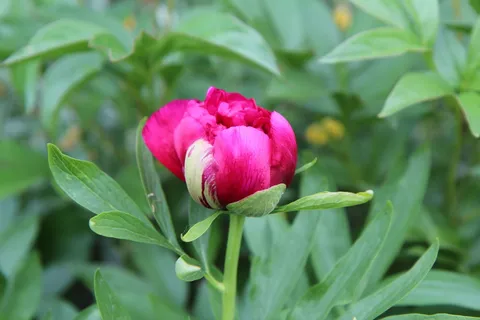牡丹, 牡丹红, 牡丹扣, 春花, 红花, 新鲜, 植物部分, 植物 牡丹, 牡丹红, 牡丹扣, 春花, 红花, 新鲜, 植物部分, 植物
