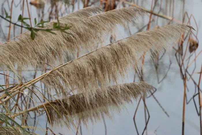 芦苇，池塘，湿地，自然，户外，水，植物，没有人