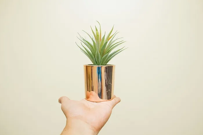 手持绿叶植物的人