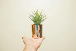 手持绿叶植物的人