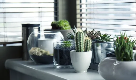 绿色,肉质,植物,仙人掌,盆栽,室内,盆栽植物,仙人掌 绿色,肉质,植物,仙人掌,盆栽,室内,盆栽植物,仙人掌