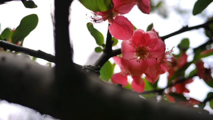 春天，花朵，开放，生长，自然，自然之美，脆弱，特写