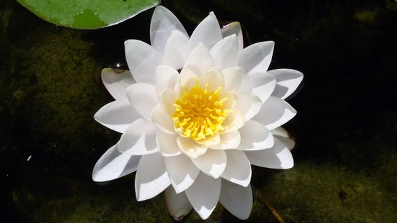 摄影，水，黄，花，身体，莲花，漂浮，白