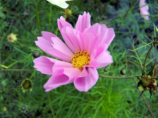 宇宙，花，花园花，花园，自然，美丽的花，夏天的花，花