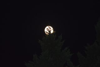 moon，benson nc，dc allen，这是我的旅程，夜晚，树木，树木，植物