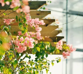 花，室内，小，新鲜，小新鲜，花，植物，窗户