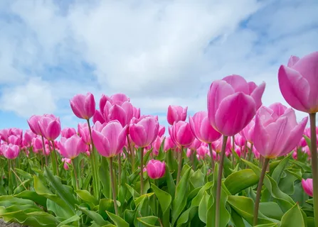 粉红色,郁金香花田,白天,郁金香,鳞茎,田,春天,花 粉红色,郁金香花田,白天,郁金香,鳞茎,田,春天,花