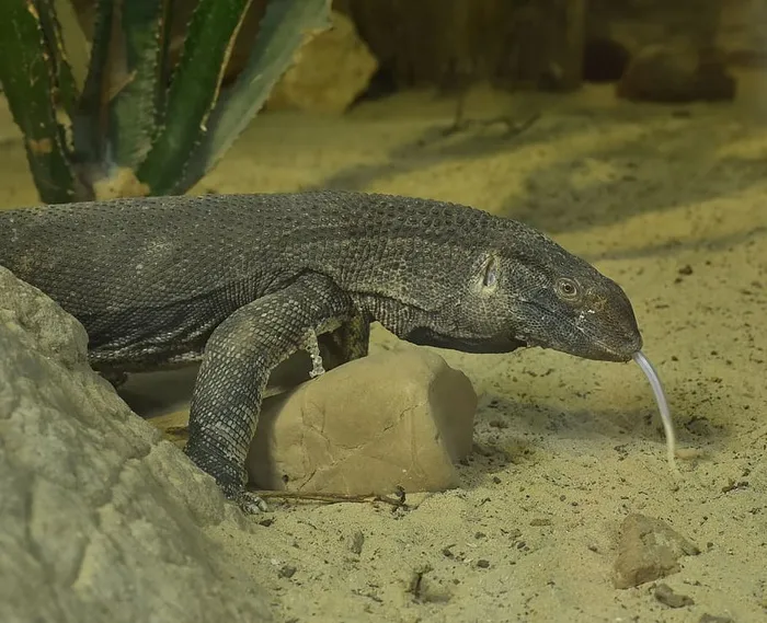 监视器，黄色，史前时代，蜥蜴，爬行动物，荨麻疹，舌头，食肉恐龙