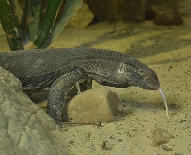 监视器，黄色，史前时代，蜥蜴，爬行动物，荨麻疹，舌头，食肉恐龙