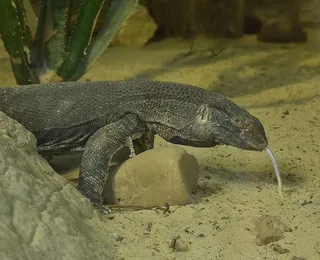 监视器，黄色，史前时代，蜥蜴，爬行动物，荨麻疹，舌头，食肉恐龙