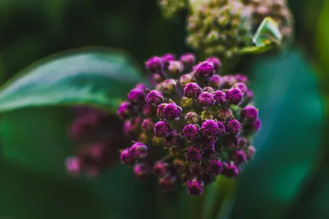 花的特写照片 花的特写照片