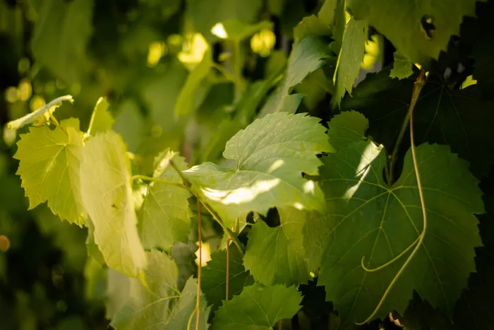 藤，叶，绿色，葡萄藤，明亮，花园，植物，叶