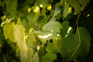 藤，叶，绿色，葡萄藤，明亮，花园，植物，叶