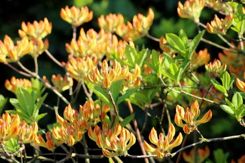 杜鹃花, 芽, 促进, 春天, 布什, 自然, 杜鹃花, 黄色 杜鹃花, 芽, 促进, 春天, 布什, 自然, 杜鹃花, 黄色
