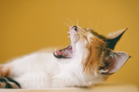 白色表面上短毛印花布打呵欠的猫 白色表面上短毛印花布打呵欠的猫
