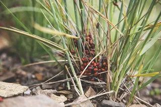 甲虫，虫子，草，昆虫，瓢虫，瓢虫，大自然，植物