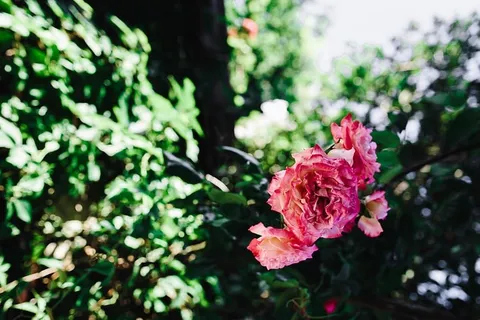 保加利亚玫瑰 保加利亚玫瑰