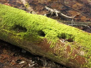 原木，苔藓，洞，绿色，腐烂，棕褐色，绿色，没有人