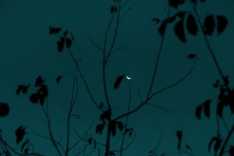 轮廓、自然、植物、户外、夜晚、月亮、树木、生长