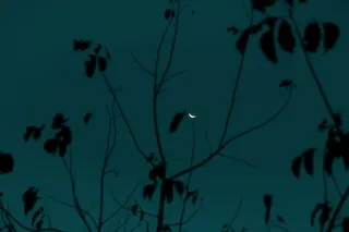 轮廓、自然、植物、户外、夜晚、月亮、树木、生长