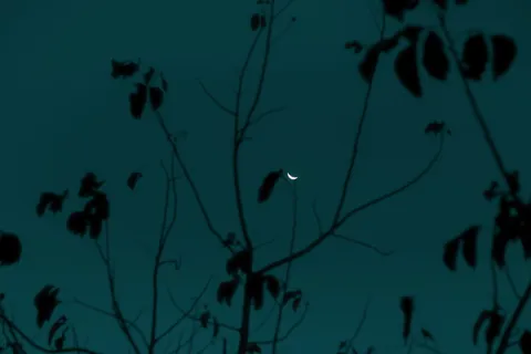 轮廓、自然、植物、户外、夜晚、月亮、树木、生长 轮廓、自然、植物、户外、夜晚、月亮、树木、生长