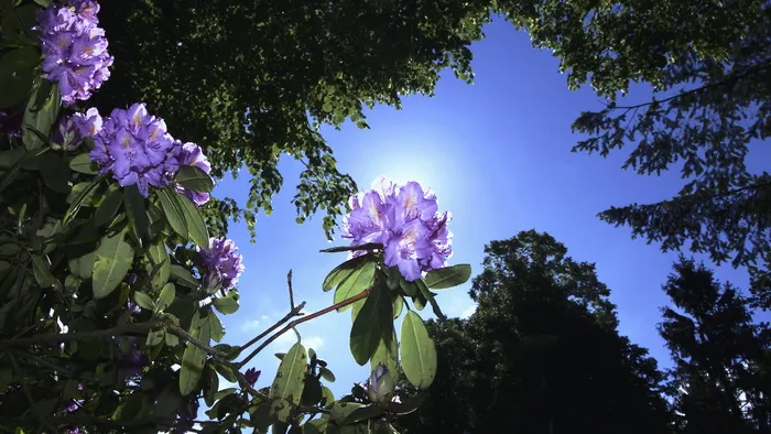 紫色，杜鹃花，绿色，树木低角度摄影，白天，花瓣，花，树