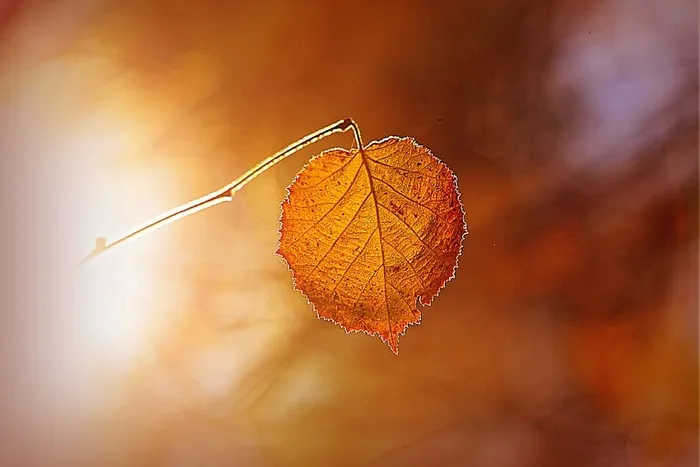 秋叶，嫩枝，五颜六色，叶脉，图案，树叶，蜡笔，细腻