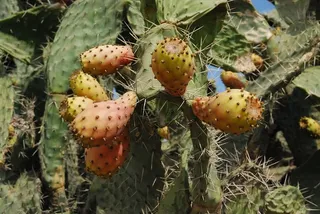 仙人掌，花梨，野生水果，自然，花梨仙人掌，刺，没有人，关注前景