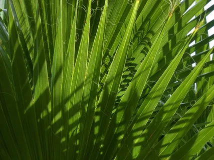 棕榈,margalló,叶子,纹理,光,棕榈树,绿色,生长 棕榈,margalló,叶子,纹理,光,棕榈树,绿色,生长