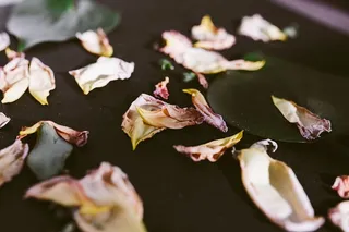 动物，鸟，植物，食物，猪肉，花，花瓣，花朵