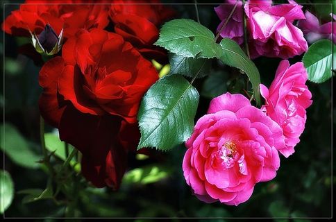 特写,照片,两张,红色,粉色,玫瑰,花朵,花园玫瑰 特写,照片,两张,红色,粉色,玫瑰,花朵,花园玫瑰