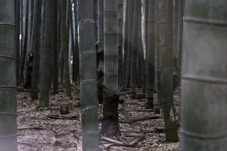 植物、竹子、竹笋、农产品、食品、蔬菜、地震、武器