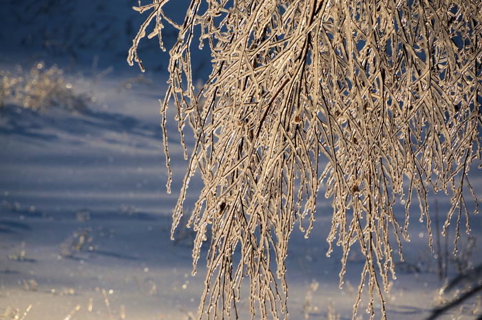 冬天，冰，树，自然，寒冷的温度，美丽的自然，雪，没有人
