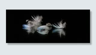 羽毛, 反思, 蓝色鹦鹉羽毛, 工作室拍摄, 黑色背景, 室内, 运动